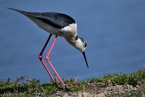 Le Teich 17-04-06 0627   Photos ACG 2017