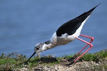 Le Teich 17-04-06 0629   Photos ACG 2017