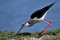 Le Teich 17-04-06 0630   Photos ACG 2017