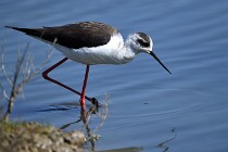 Le Teich 17-04-06 0637   Photos ACG 2017