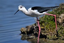 Le Teich 17-04-06 0641   Photos ACG 2017