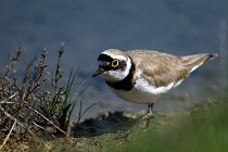 Le Teich 17-04-06 0647   Photos ACG 2017