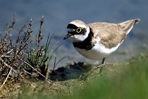 Le Teich 17-04-06 0648   Photos ACG 2017