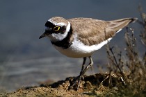 Le Teich 17-04-06 0654   Photos ACG 2017