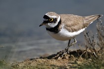 Le Teich 17-04-06 0655   Photos ACG 2017