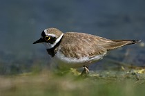 Le Teich 17-04-06 0668   Photos ACG 2017