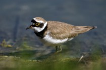 Le Teich 17-04-06 0676   Photos ACG 2017