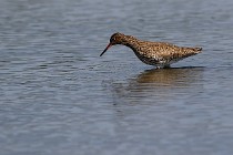 Le Teich 17-04-06 0686   Photos ACG 2017