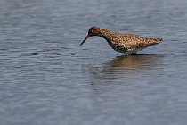 Le Teich 17-04-06 0686  01  Photos ACG 2017