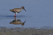 Le Teich 17-04-06 0689   Photos ACG 2017