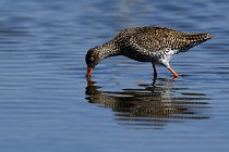 Le Teich 17-04-06 0708   Photos ACG 2017