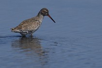 Le Teich 17-04-06 0709   Photos ACG 2017