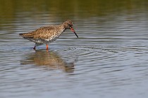 Le Teich 17-04-06 0721   Photos ACG 2017