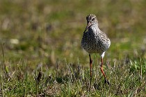 Le Teich 17-04-06 0724   Photos ACG 2017