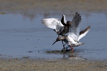 Le Teich 17-04-06 0734   Photos ACG 2017