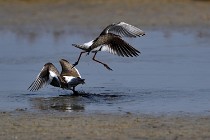 Le Teich 17-04-06 0735   Photos ACG 2017