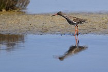 Le Teich 17-04-06 0740   Photos ACG 2017