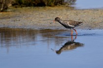 Le Teich 17-04-06 0743   Photos ACG 2017