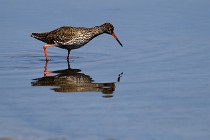 Le Teich 17-04-06 0749   Photos ACG 2017