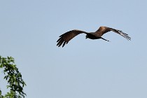 Le Teich 17-04-06 0833   Photos ACG 2017