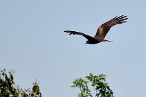 Le Teich 17-04-06 0834   Photos ACG 2017