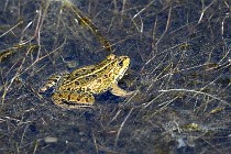 Le Teich 17-04-06 0837   Photos ACG 2017