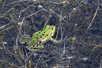 Le Teich 17-04-06 0839   Photos ACG 2017