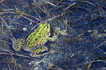 Le Teich 17-04-06 0841   Photos ACG 2017