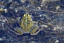 Le Teich 17-04-06 0844   Photos ACG 2017