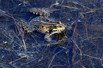 Le Teich 17-04-06 0846   Photos ACG 2017