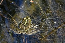 Le Teich 17-04-06 0849   Photos ACG 2017