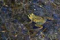 Le Teich 17-04-06 0851   Photos ACG 2017