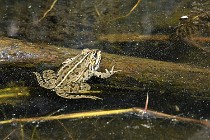 Le Teich 17-04-06 0852   Photos ACG 2017