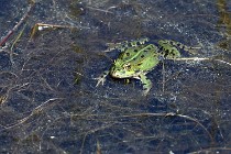 Le Teich 17-04-06 0854   Photos ACG 2017