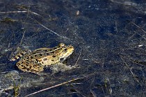 Le Teich 17-04-06 0856   Photos ACG 2017