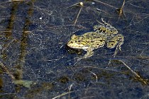 Le Teich 17-04-06 0860   Photos ACG 2017