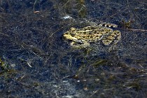 Le Teich 17-04-06 0861   Photos ACG 2017