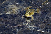 Le Teich 17-04-06 0863   Photos ACG 2017