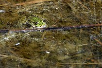 Le Teich 17-04-06 0865   Photos ACG 2017