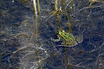 Le Teich 17-04-06 0867   Photos ACG 2017