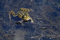 Le Teich 17-04-06 0870   Photos ACG 2017