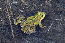 Le Teich 17-04-06 0871   Photos ACG 2017