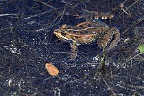 Le Teich 17-04-06 0873   Photos ACG 2017