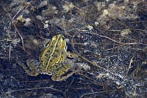 Le Teich 17-04-06 0875   Photos ACG 2017