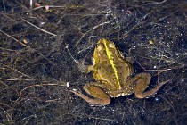 Le Teich 17-04-06 0878   Photos ACG 2017