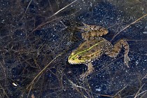 Le Teich 17-04-06 0880   Photos ACG 2017