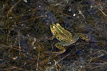 Le Teich 17-04-06 0881   Photos ACG 2017