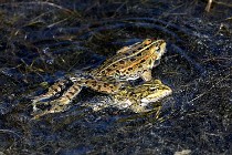 Le Teich 17-04-06 0884   Photos ACG 2017