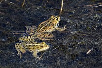 Le Teich 17-04-06 0887   Photos ACG 2017