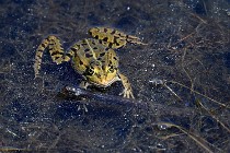 Le Teich 17-04-06 0890   Photos ACG 2017